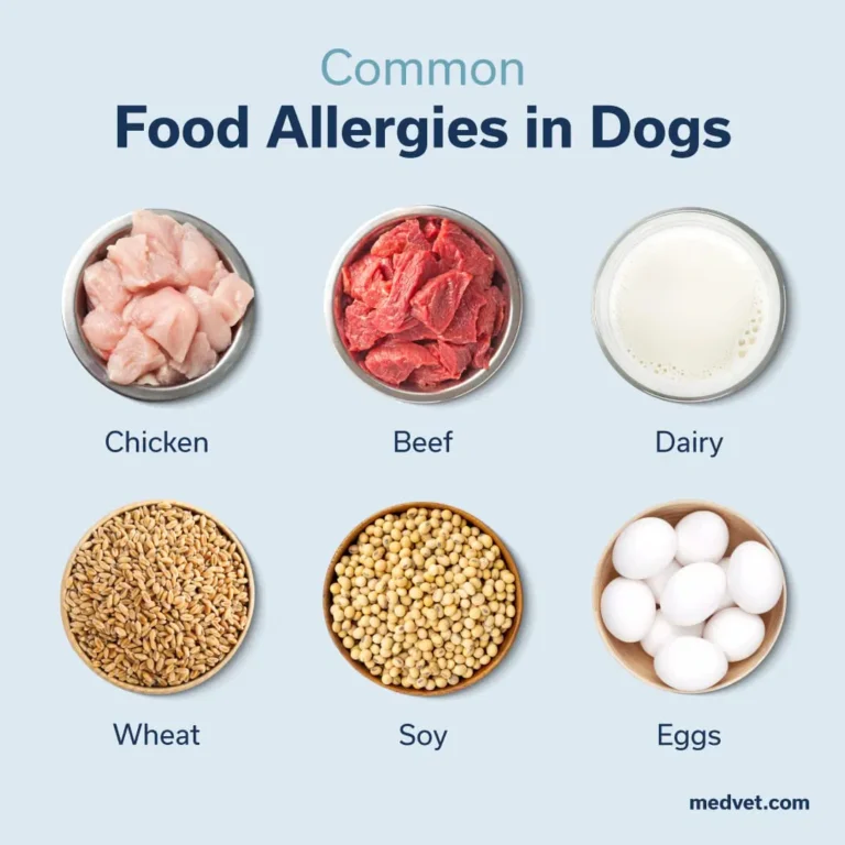 Food allergies in dogs