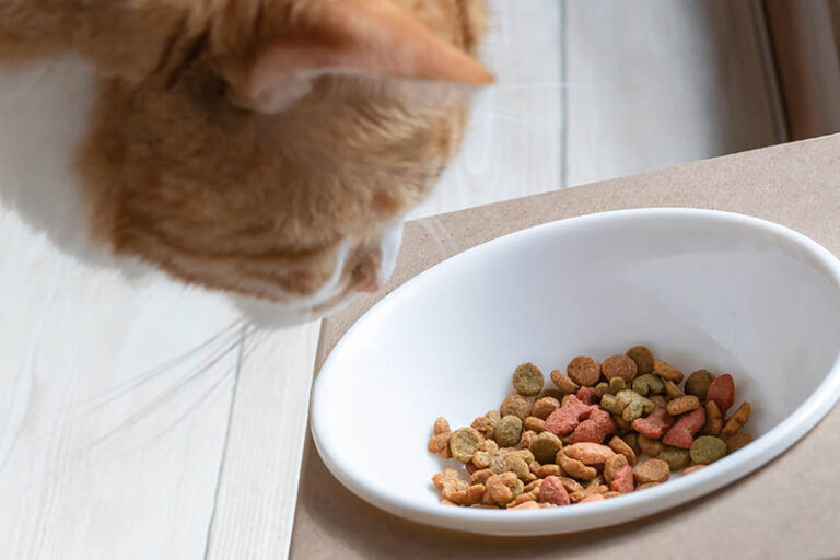Grain-free cat food