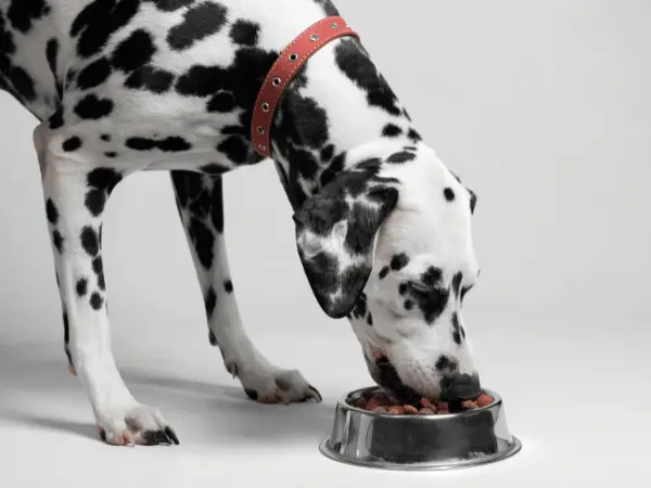 dog food for sensitive stomach