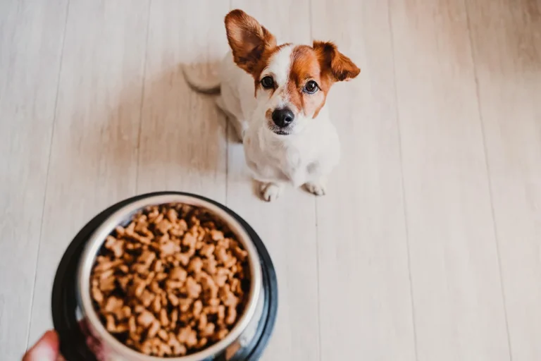 dog food toppers